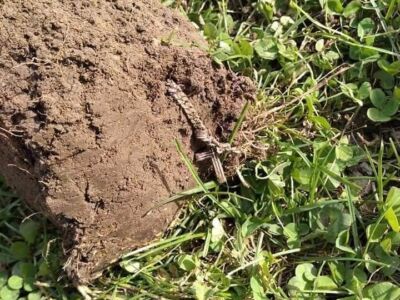 Here Is My Best Find With My First Nokta Machine - 2