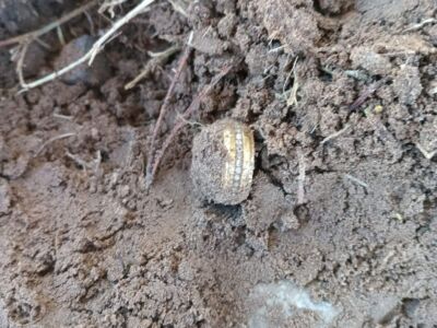 Metal Detecting at the Park: Today's Awesome Finds - 5