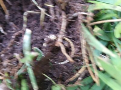 Today Finds 2 Rings 1 is 925 Silver - 1