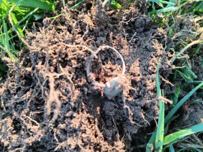 Today Finds 2 Rings 1 is 925 Silver - 2